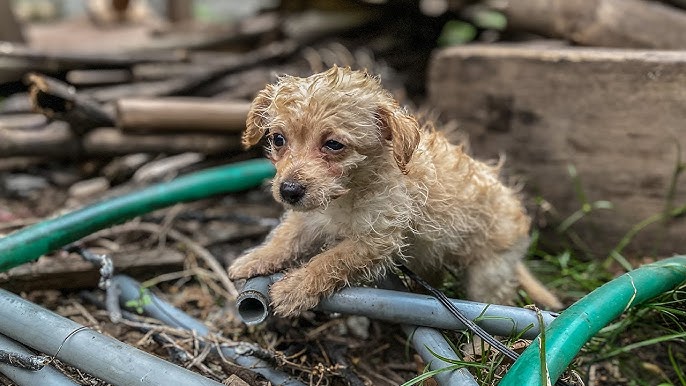 Puppy was saved from cruel breeder – try not to cry when you sees his new friend