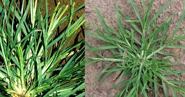 The Healing Power of Goose Grass – A Backyard Miracle for Over 10 Ailments