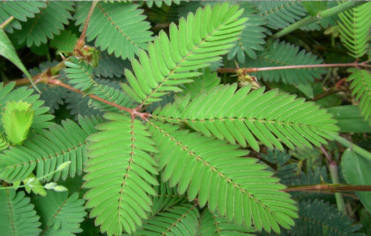 Mimosa Pudica: Medicinal Value and Uses